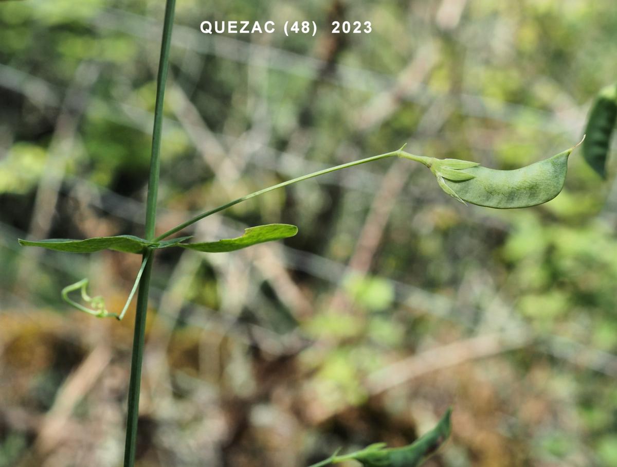 Vetchling, Yellow fruit